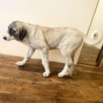 Koha-female-Kangal-puppy-for-sale-3