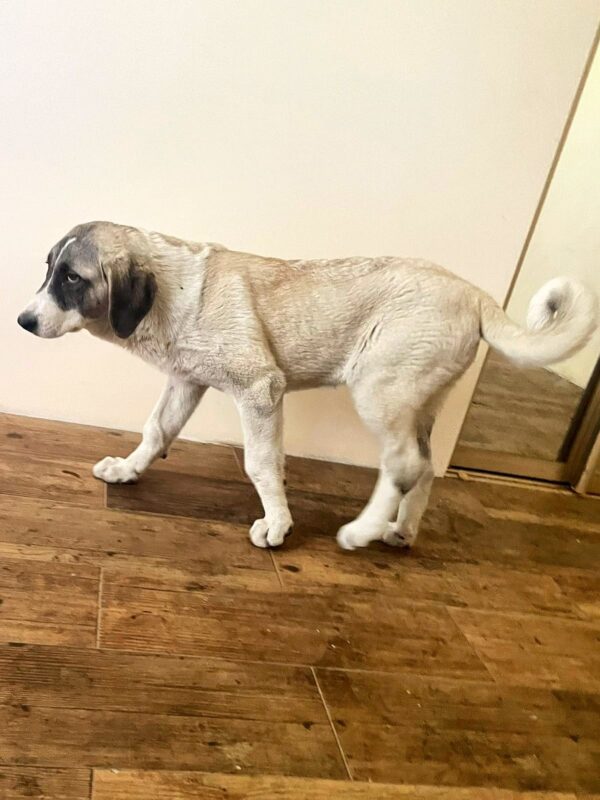 Koha Kangal Koha Kangal