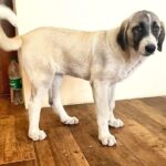 Koha-female-Kangal-puppy-for-sale-4