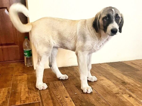 Koha Kangal Koha Kangal