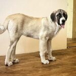 Koha-female-Kangal-puppy-for-sale-5