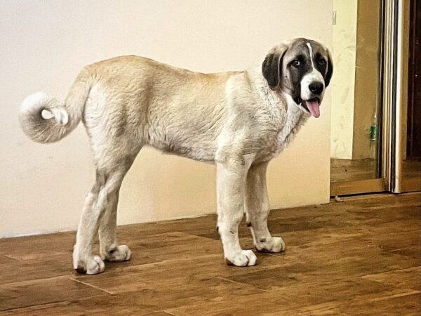 Koha Kangal Koha Kangal