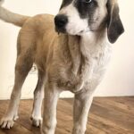 Koha-female-Kangal-puppy-for-sale-6