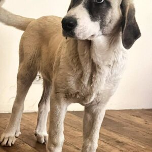 Koha Kangal Koha Kangal