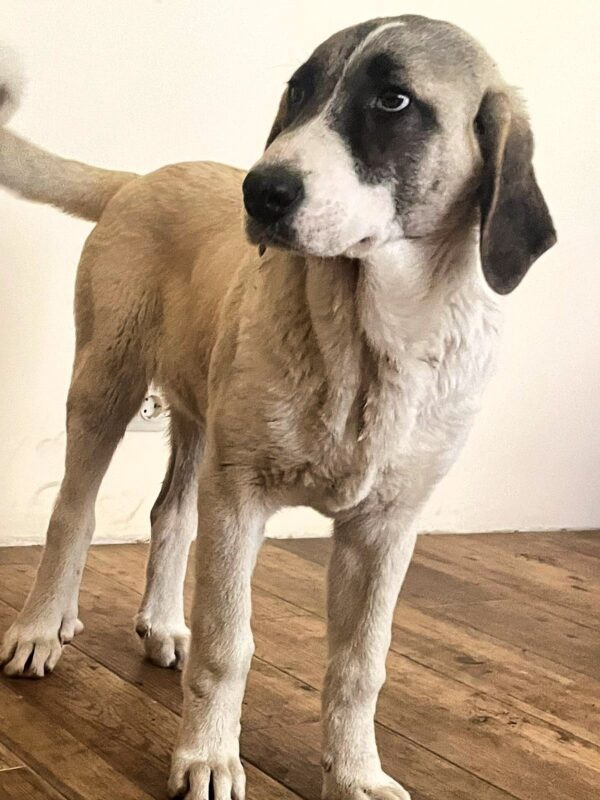Koha Kangal Koha Kangal