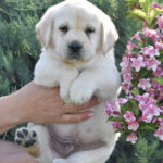 Kolt-male-labrador-retriever-puppy-for-sale- (4)