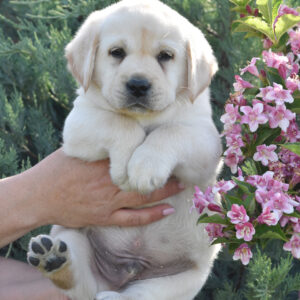 Kolt Labrador Retriever Kolt Labrador Retriever