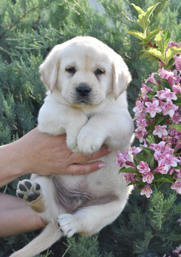 Kolt Labrador Retriever Kolt Labrador Retriever