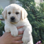 Kolt-male-labrador-retriever-puppy-for-sale- (5)