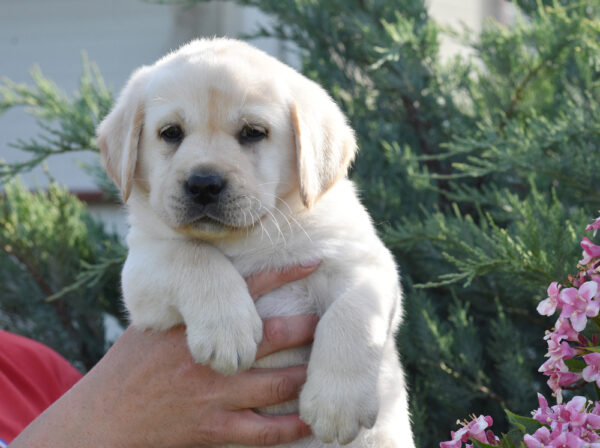 Kolt Labrador Retriever Kolt Labrador Retriever