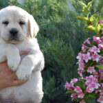 Kolt-male-labrador-retriever-puppy-for-sale- (6)