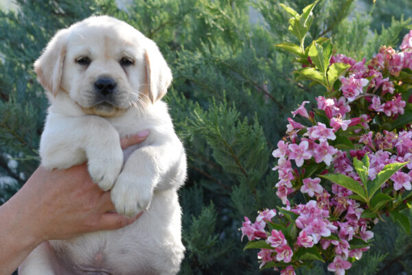 Kolt Labrador Retriever Kolt Labrador Retriever