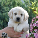Kolt-male-labrador-retriever-puppy-for-sale- (7)