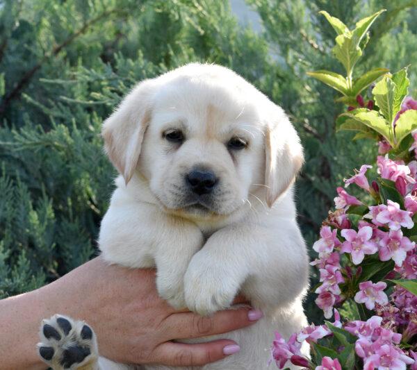 Kolt Labrador Retriever Kolt Labrador Retriever
