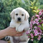 Kolt-male-labrador-retriever-puppy-for-sale- (8)