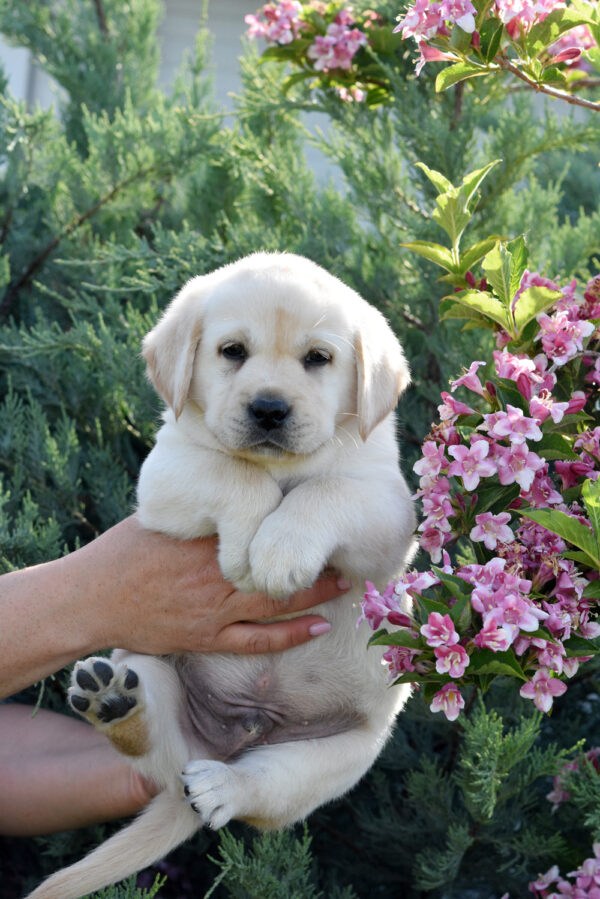 Kolt Labrador Retriever Kolt Labrador Retriever