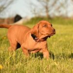 Kooper-male-Hungarian-Vizsla-puppy-for-sale-1