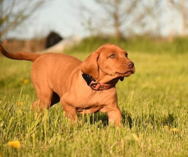 Kooper Hungarian Vizsla Kooper Hungarian Vizsla