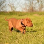 Kooper-male-Hungarian-Vizsla-puppy-for-sale-2