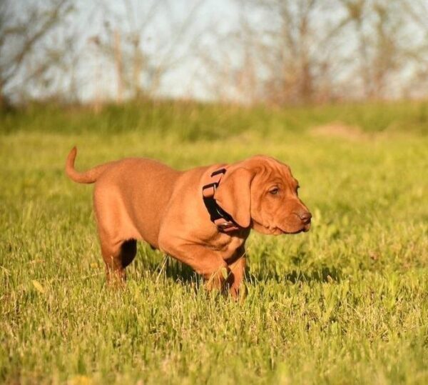 Kooper Hungarian Vizsla Kooper Hungarian Vizsla