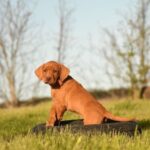 Kooper-male-Hungarian-Vizsla-puppy-for-sale-3