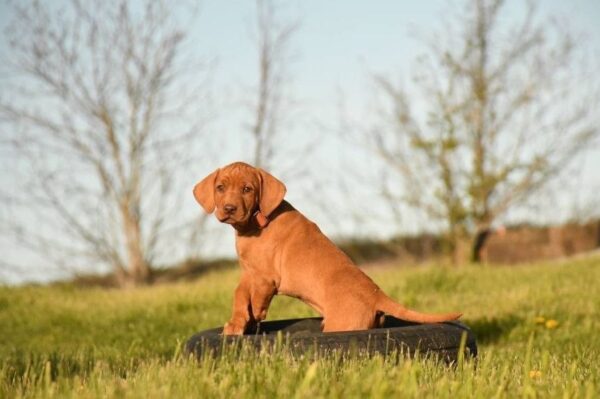 Kooper Hungarian Vizsla Kooper Hungarian Vizsla