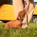 Kooper-male-Hungarian-Vizsla-puppy-for-sale-4