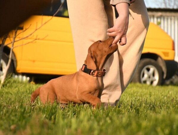 Kooper Hungarian Vizsla Kooper Hungarian Vizsla