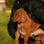 Kooper-male-Hungarian-Vizsla-puppy-for-sale-5