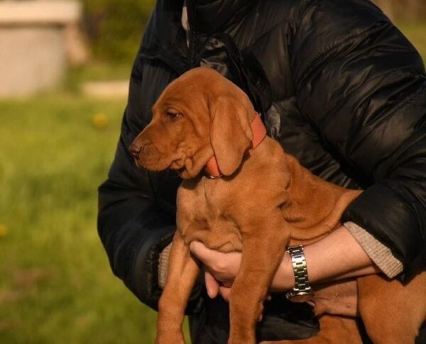 Kooper Hungarian Vizsla Kooper Hungarian Vizsla