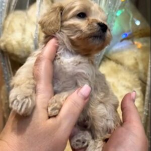 Krista Maltipoo Krista Maltipoo