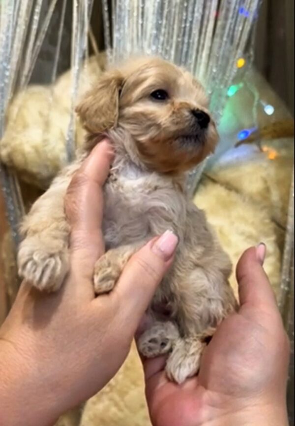Krista Maltipoo Krista Maltipoo