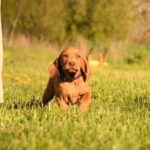 Kurry-male-Hungarian-Vizsla-puppy-for-sale-1