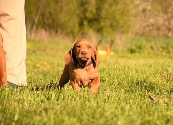 Kasper Hungarian Vizsla Kasper Hungarian Vizsla