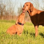 Kurry-male-Hungarian-Vizsla-puppy-for-sale-2