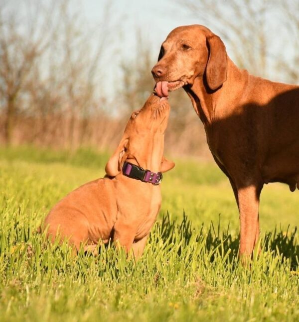 Kasper Hungarian Vizsla Kasper Hungarian Vizsla