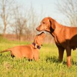 Kurry-male-Hungarian-Vizsla-puppy-for-sale-3