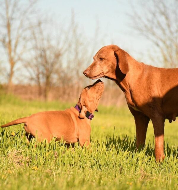 Kasper Hungarian Vizsla Kasper Hungarian Vizsla