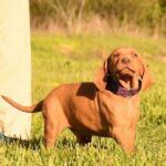 Kurry-male-Hungarian-Vizsla-puppy-for-sale-4