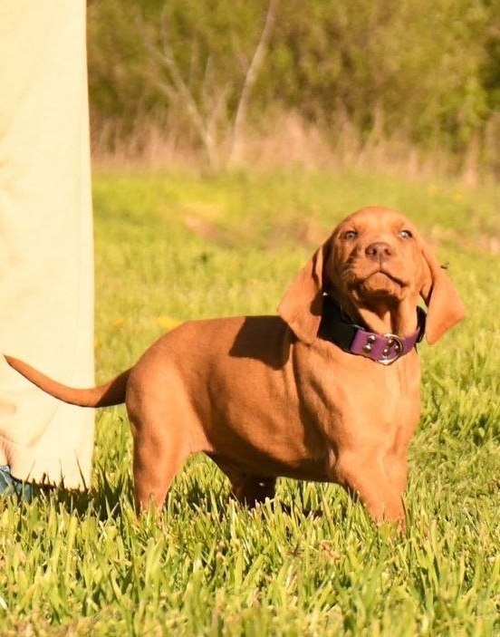 Kasper Hungarian Vizsla Kasper Hungarian Vizsla
