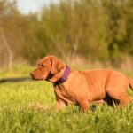 Kurry-male-Hungarian-Vizsla-puppy-for-sale-5