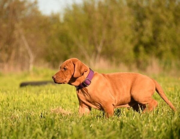 Kasper Hungarian Vizsla Kasper Hungarian Vizsla
