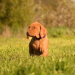 Kurry-male-Hungarian-Vizsla-puppy-for-sale-6