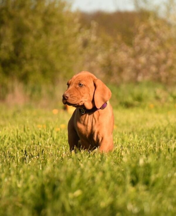 Kasper Hungarian Vizsla Kasper Hungarian Vizsla