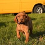 Kurry-male-Hungarian-Vizsla-puppy-for-sale-7