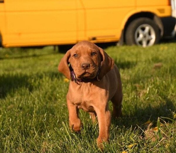 Kasper Hungarian Vizsla Kasper Hungarian Vizsla