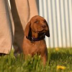 Kurry-male-Hungarian-Vizsla-puppy-for-sale-8