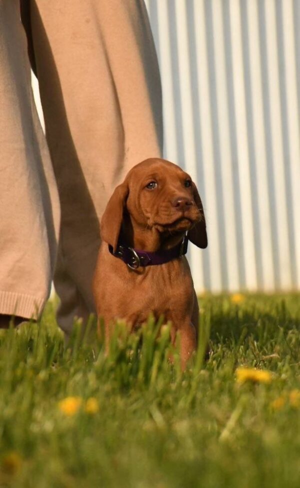 Kasper Hungarian Vizsla Kasper Hungarian Vizsla