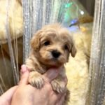 Kyro-male-Maltipoo-puppy-for sale-1