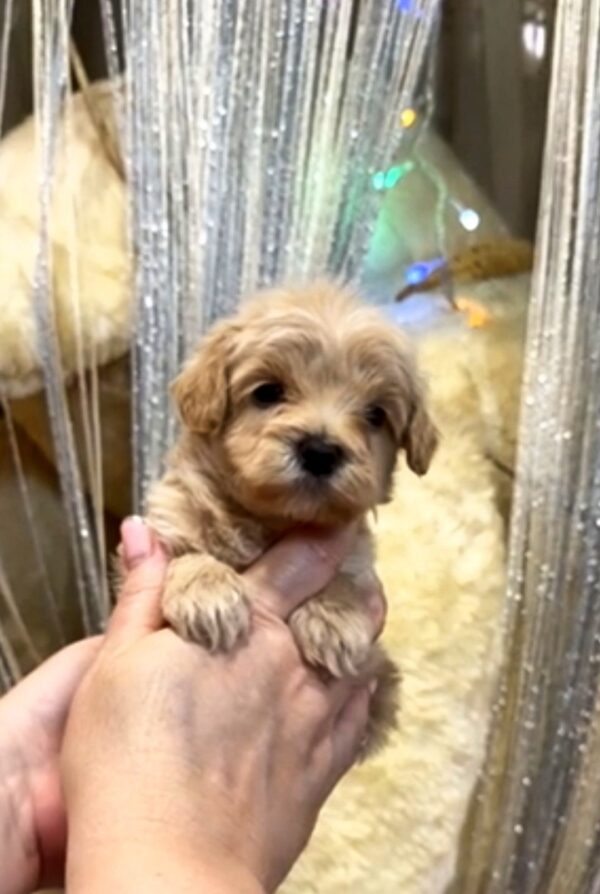Kyro Maltipoo Kyro Maltipoo